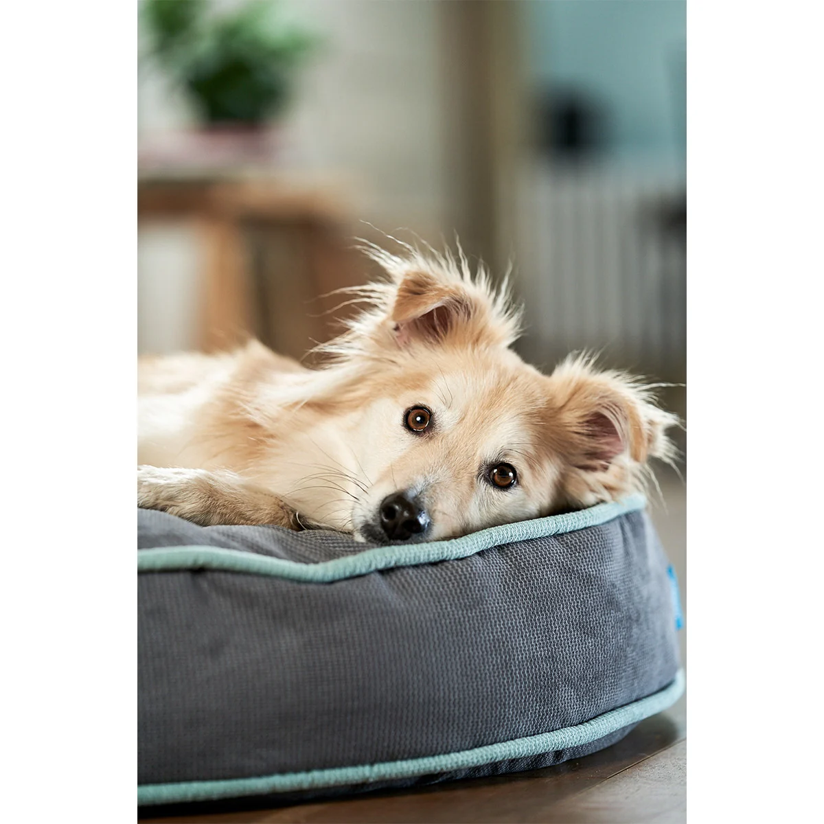 ZooRoyal Hundekissen Elias Anthrazit günstig kaufen