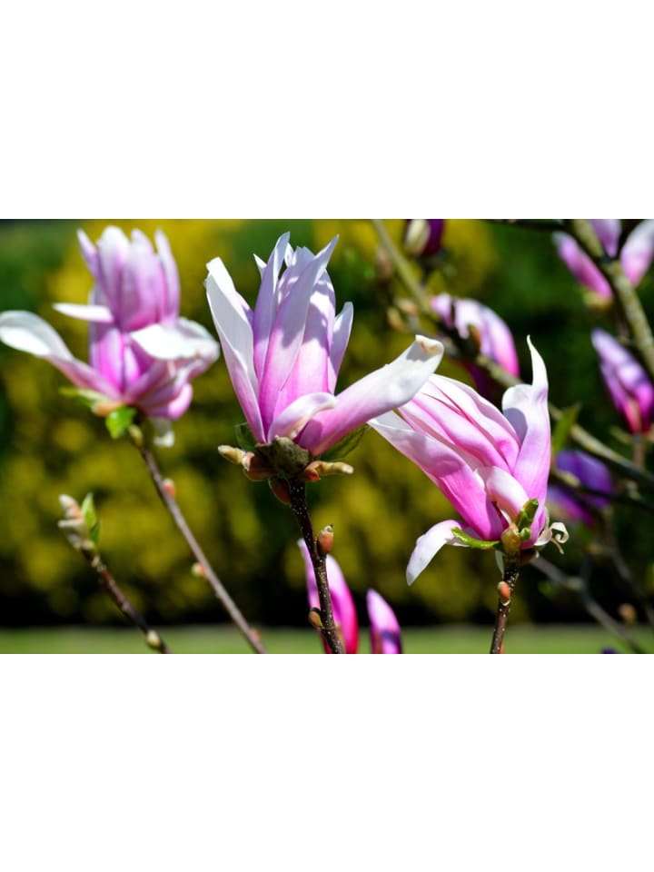 OH2 3er-Set Magnolien Soulangeana in Dunkel Rosa günstig kaufen onesize