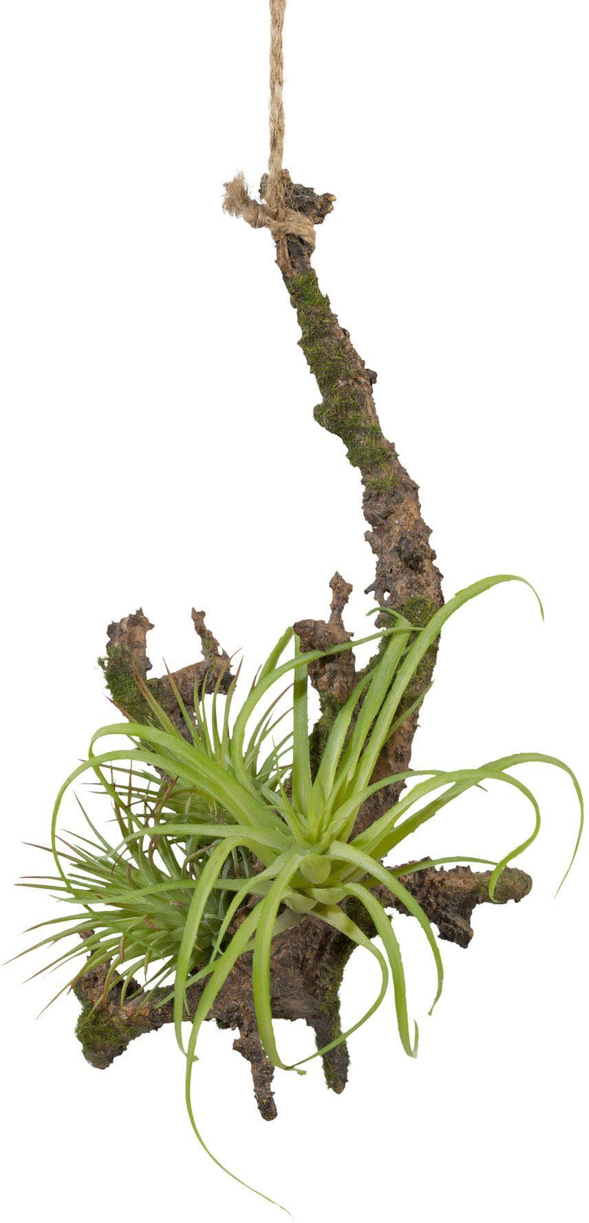 Kunstpflanze Hängeast mit Tillandsie, Creativ green, Höhe 15 cm, 2er Set