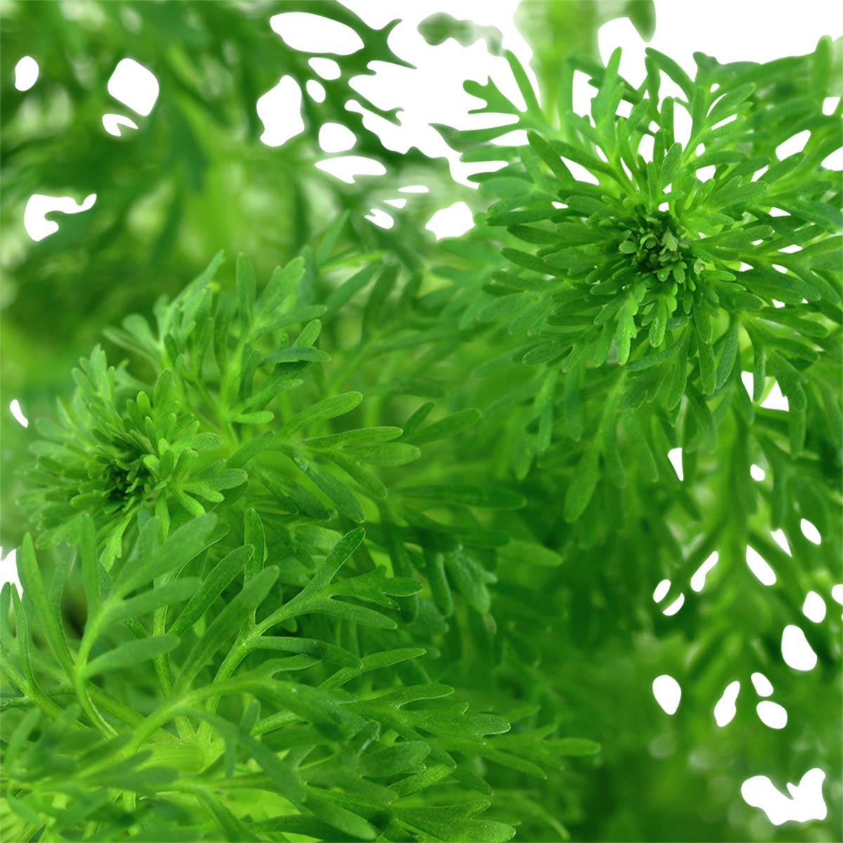 Tropica Aquariumpflanze Limnophila sessiliflora bei ZooRoyal