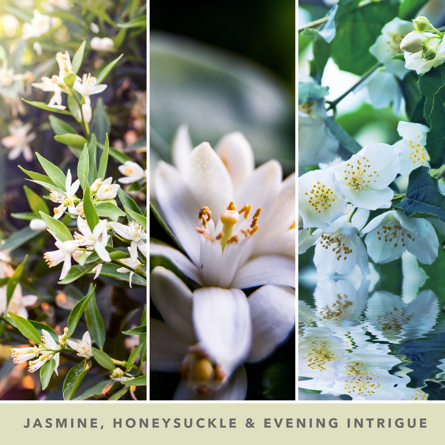 YANKEE CANDLE Midnight Jasmine Tumbler
