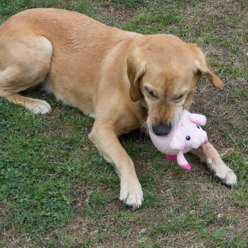 Hundespielzeug Massage Schweinchen zu TOP-Preisen