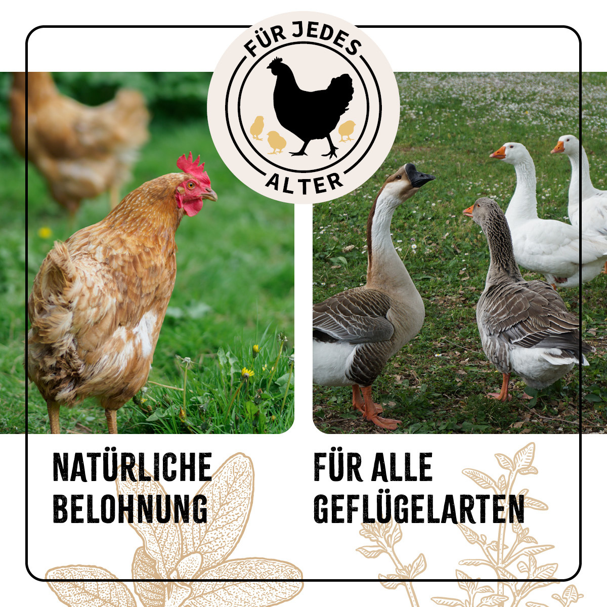 Aniforte Futter & Heu Aniforte Hühner Wohlfühlkräuter 0,5kg