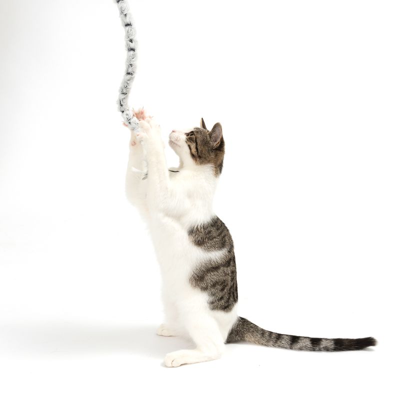 Katzenangel Plush Tail zu TOP-Preisen