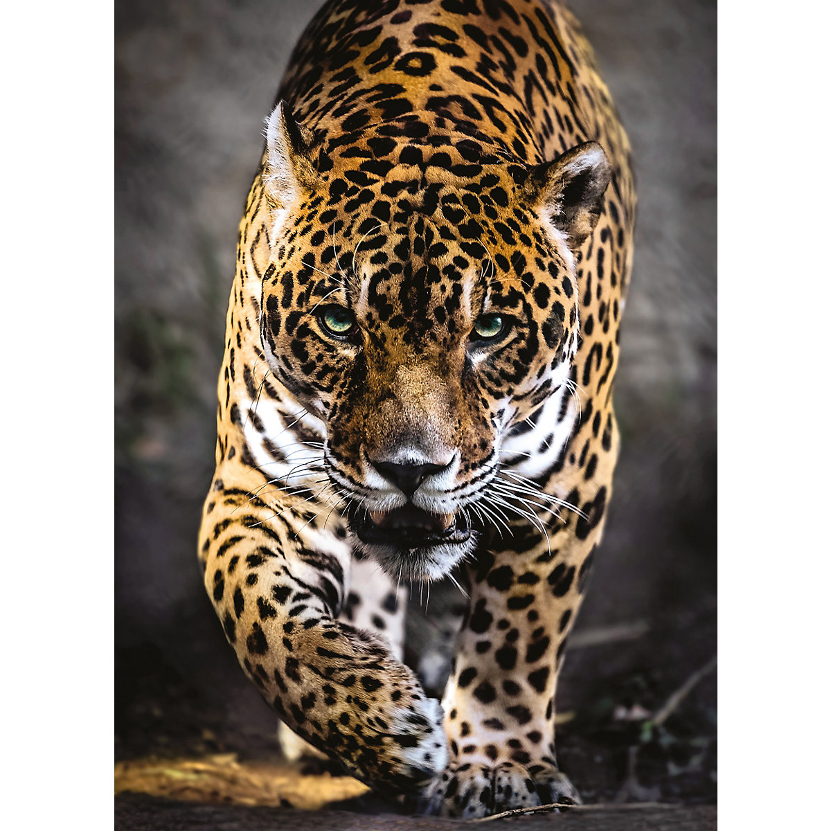 Puzzle 1.000 Teile High Quality Collection - Der Gang des Jaguar