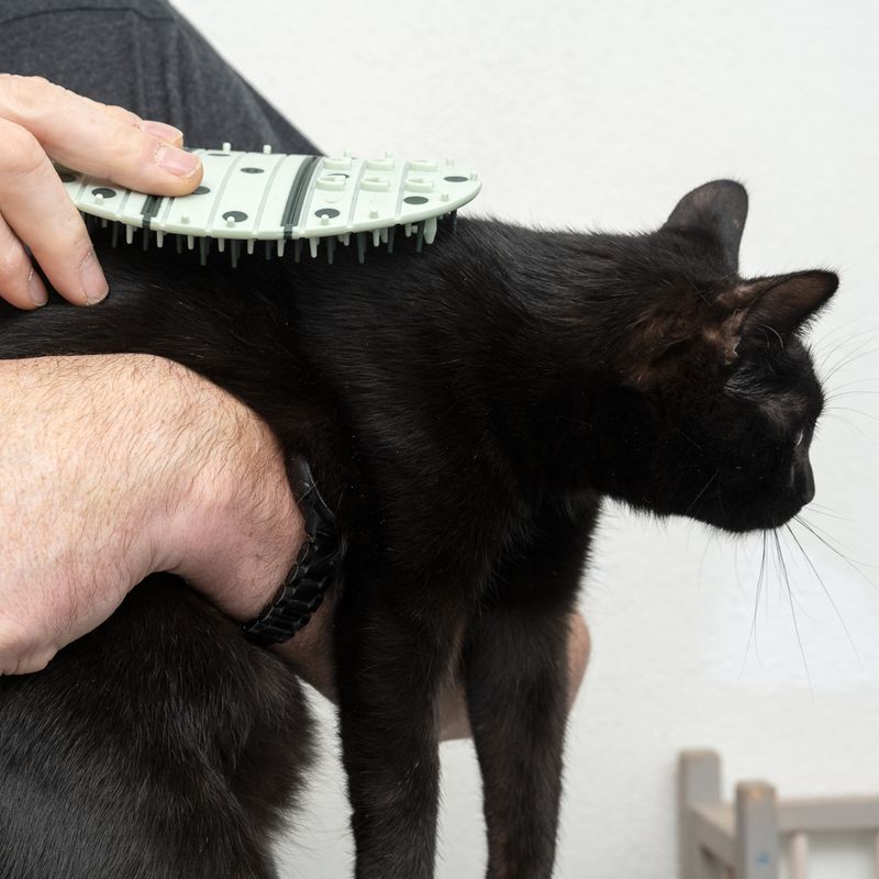 kooa 2-in-1 Katzenpflege-Ecke zu TOP-Preisen