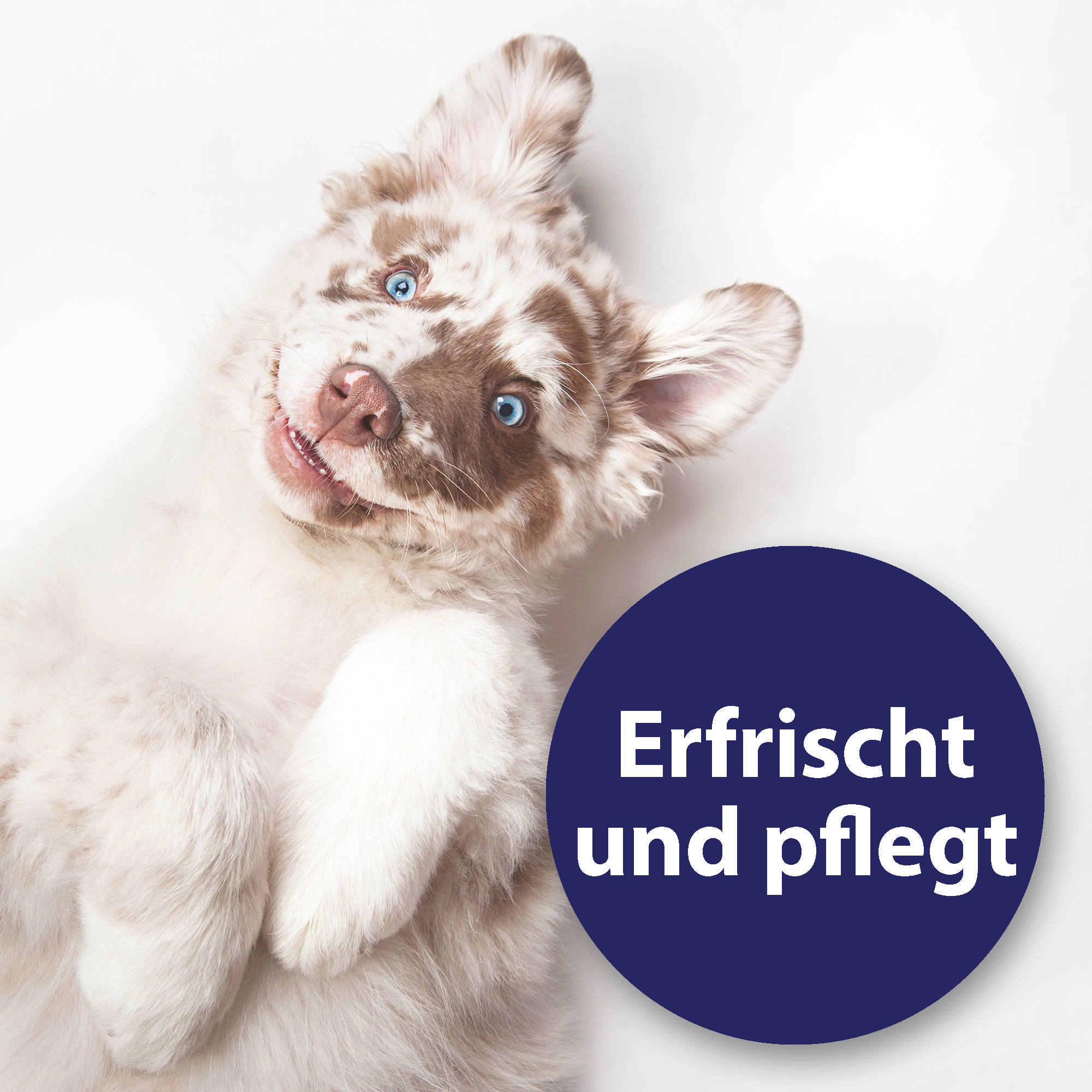 Canosept Augen- & Ohrenpflege Canosept Ohrpflege Finger-Pads für Hunde 50 Stück