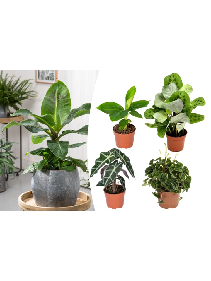 OH2 4er-Set: Exotischer Zimmerpflanzen-Mix in Grün günstig kaufen onesize