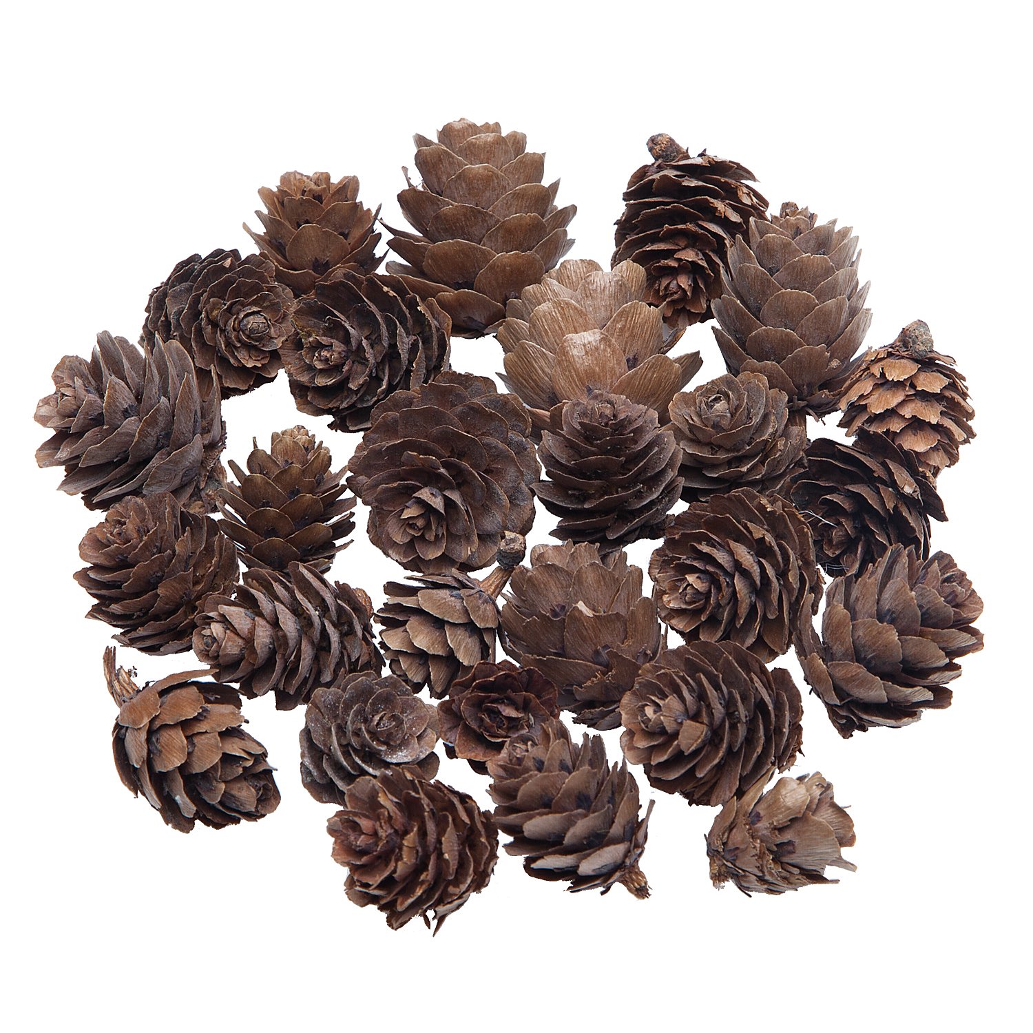 Lärchenzapfen, 80 g