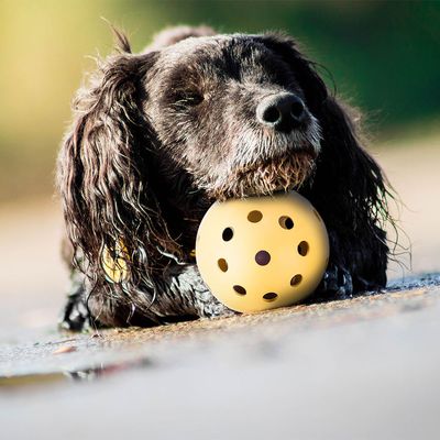 Trixie Ball für sehbehinderte Hunde