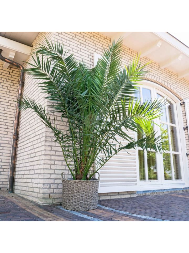 OH2 Phoenix canariensis Mittel in Grün günstig kaufen onesize