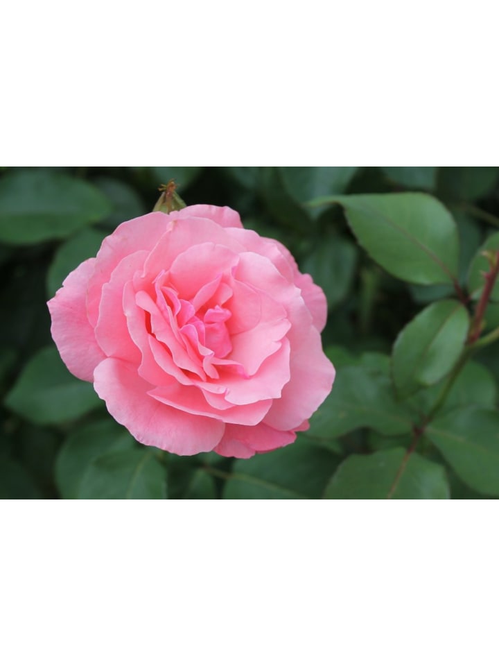 OH2 3er-Set Kamelien in Rosa günstig kaufen onesize
