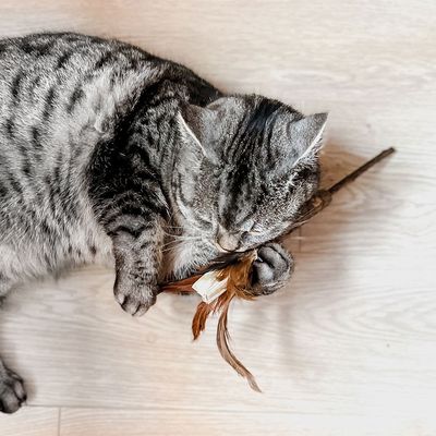 Aumüller Silvervine Dentalspielzeug Wedel