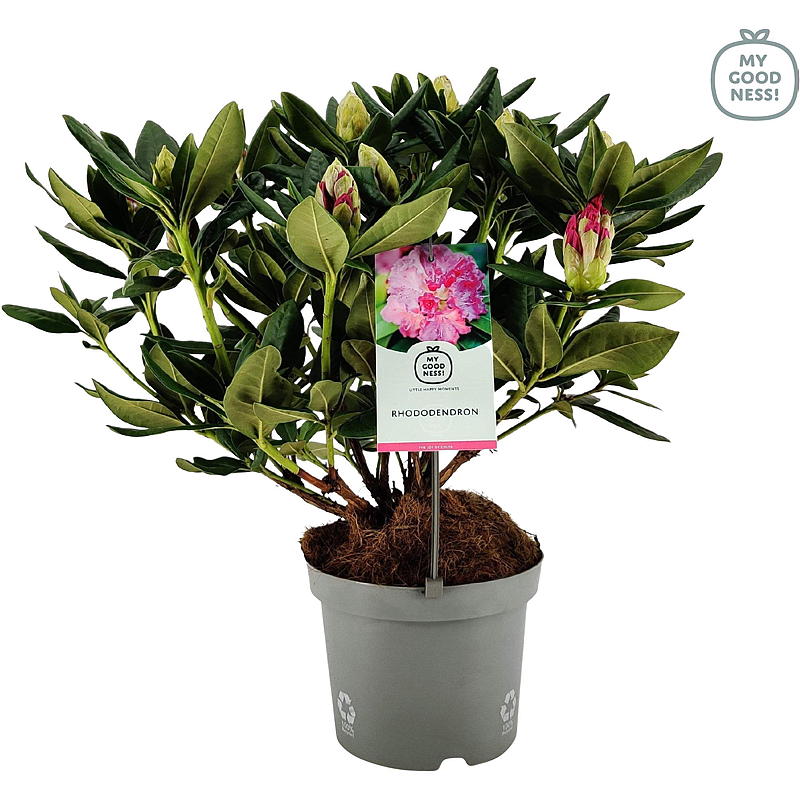 Rhododendron Mix