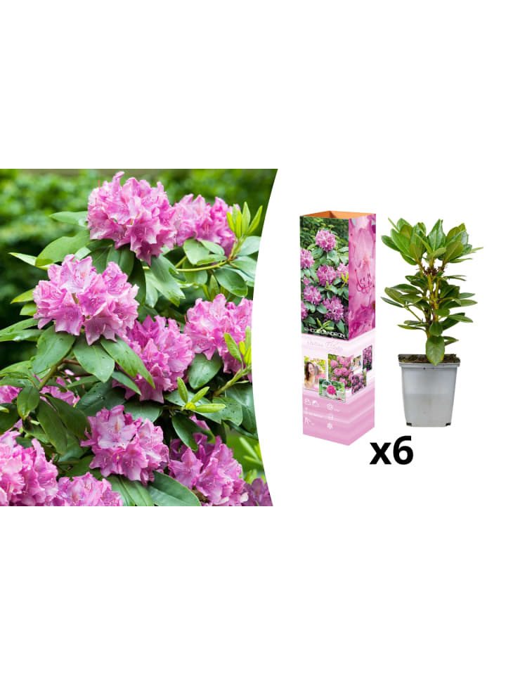 OH2 6er-Set: Rhododendron Roseum Elegans in Rosa günstig kaufen onesize