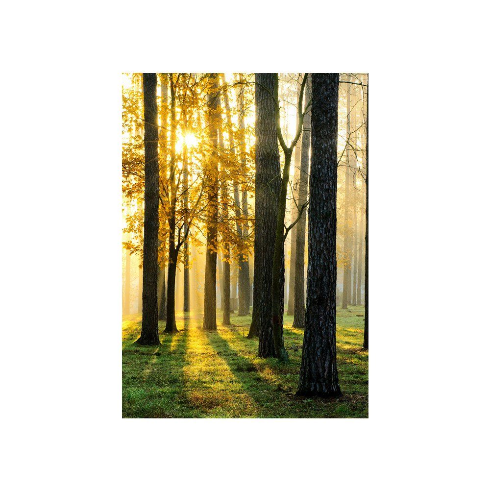 liwwing Fototapete Fototapete Wald Bäume Sonnenstrahlen grün Ruhe liwwing no. 62, Wald