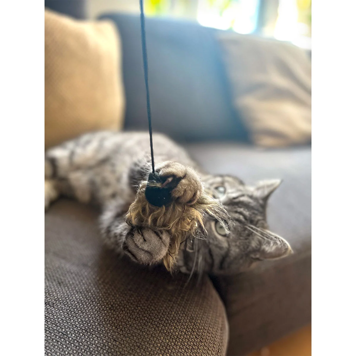 Aumüller Katzenangel Woozle günstig kaufen