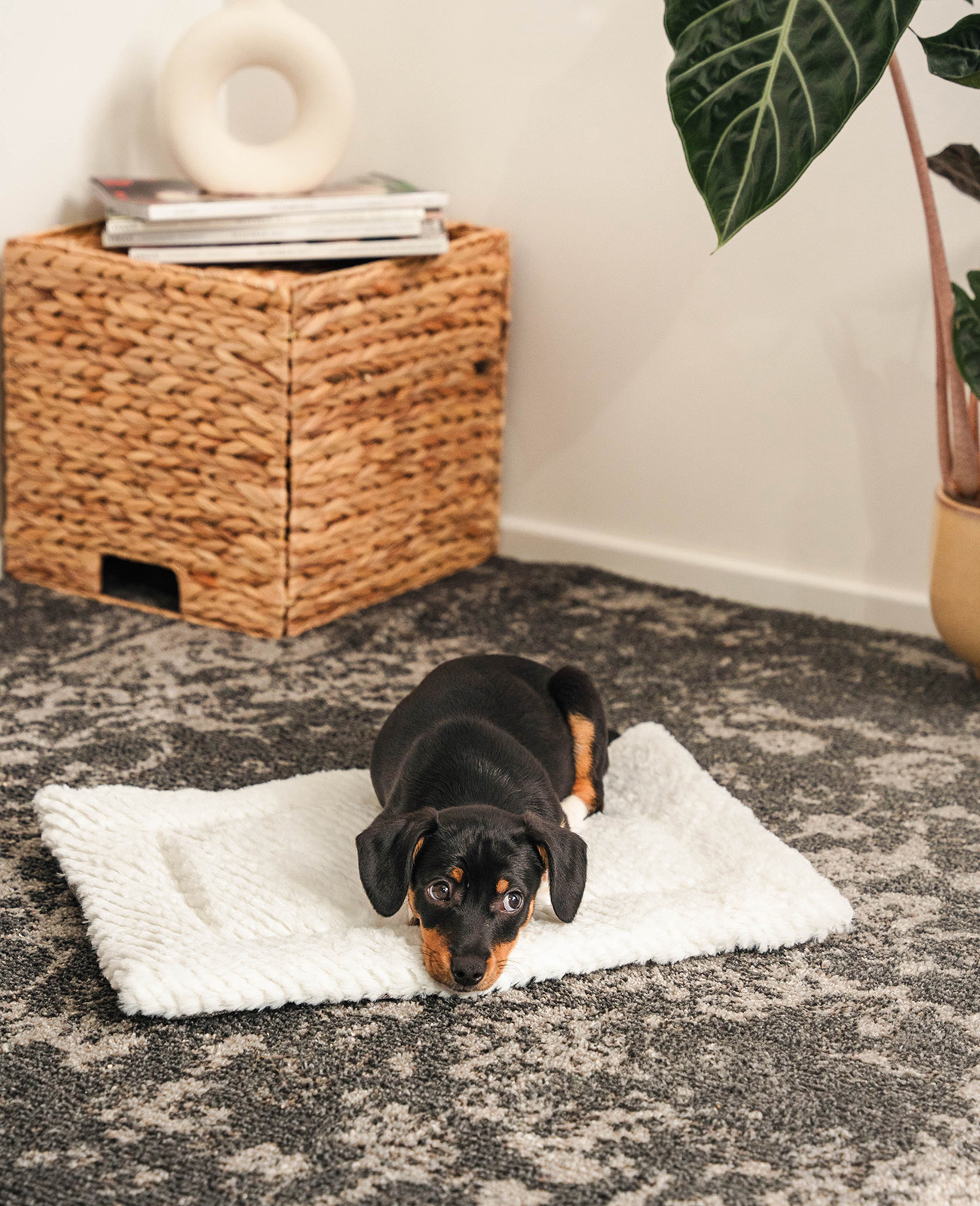 Lionto Hundebetten Lionto Wendedecke für Hunde & Katzen S