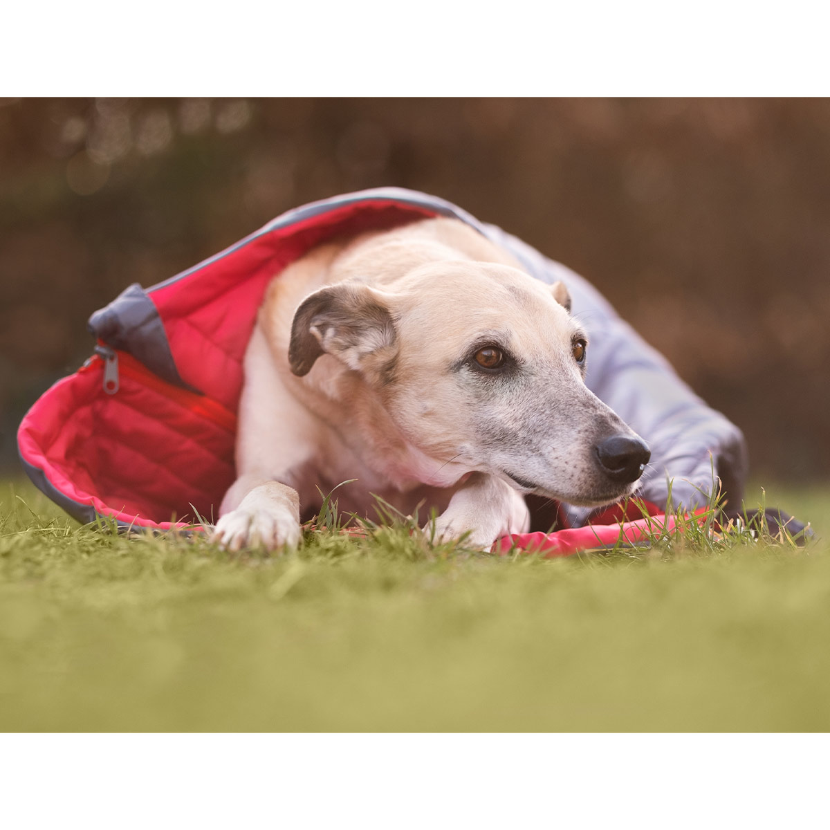 iEnergy JUL Schlafsack für Hunde günstig kaufen bei ZooRoyal