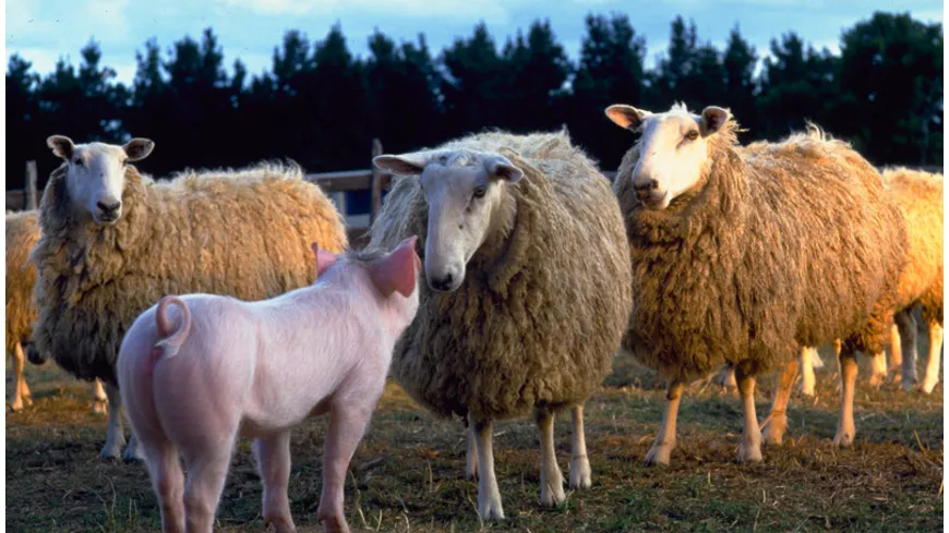 Ein Schweinchen namens Babe