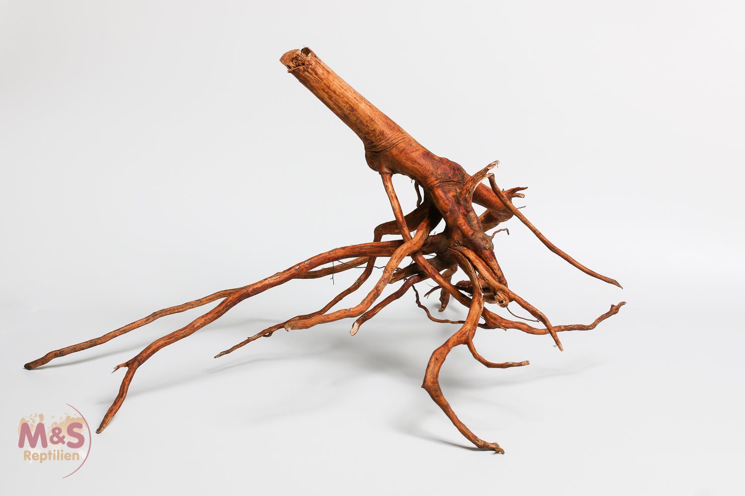 M&S Reptilien Terrarium ''Lagune''Driftwood (Treibholz) ''Hibiscus tiliaceus'' 40-60 cm (smal