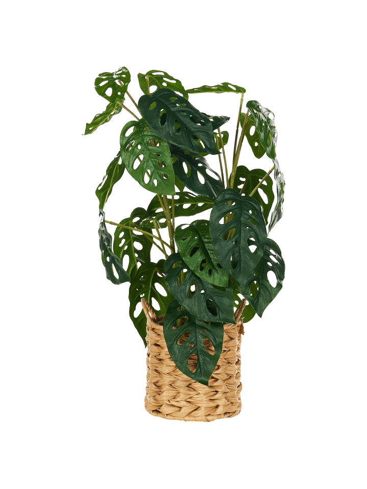 Beliani Kunstpflanze MONSTERA ADANSONII in Grün/Schwarz - (W) 27 x (H) 53 x (L) 27 cm günstig kaufen onesize