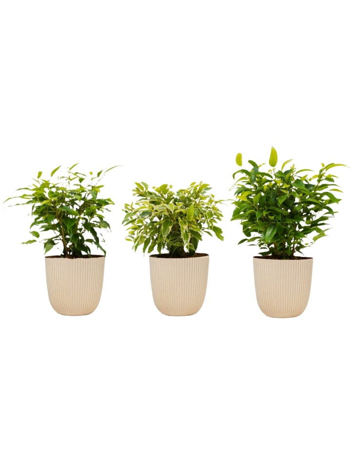OH2 3er-Set: Feigen Ficus Weeping in Grün günstig kaufen onesize