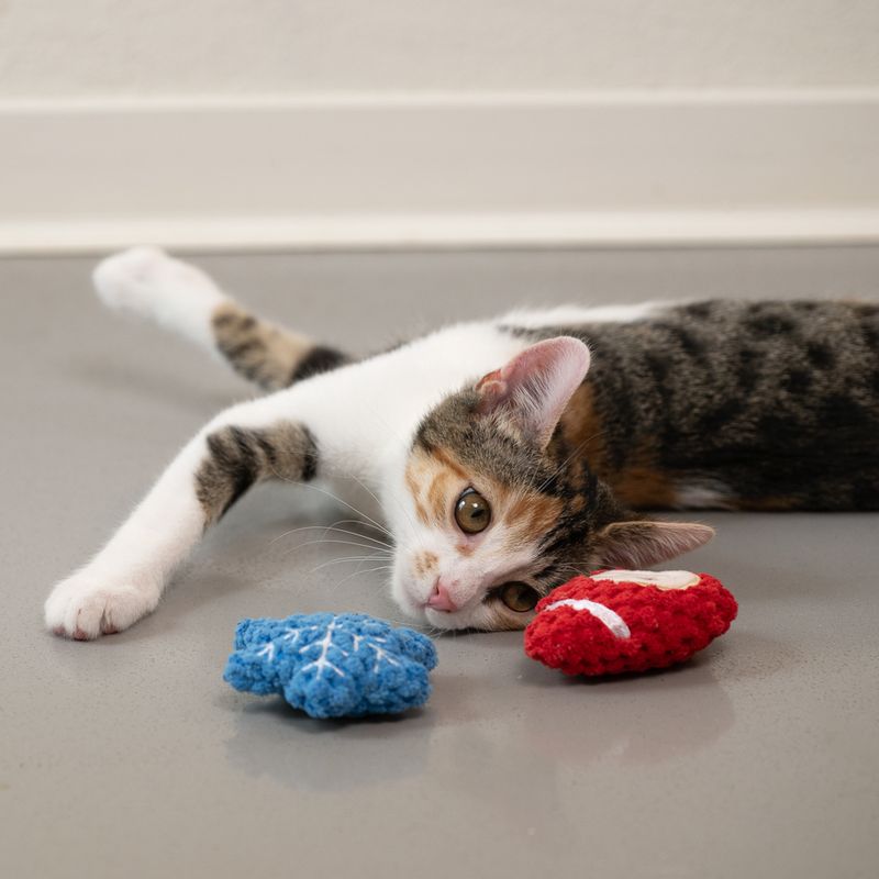 TIAKI Xmas Katzenspielzeug-Set zu TOP-Preisen