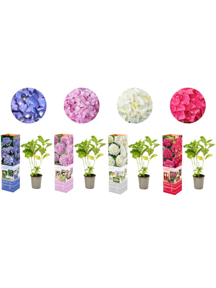 OH2 4-er: Set Hortensie (Hydrangea macrophylla) in Bunt günstig kaufen onesize