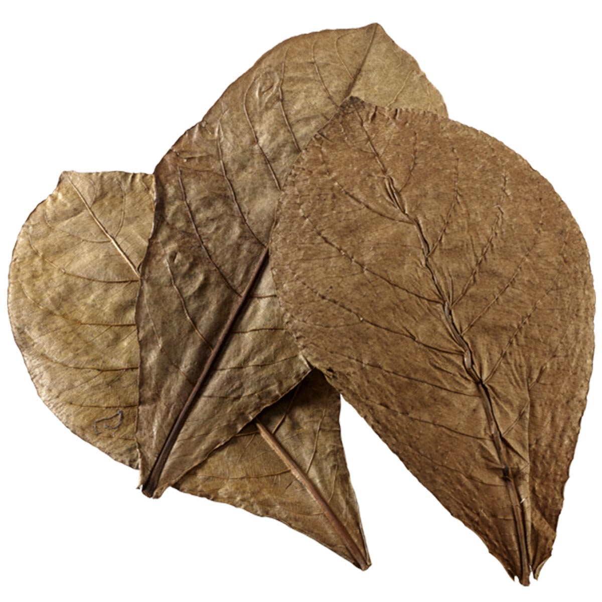 Hobby Catappa Leaves XL 12 Stück günstig kaufen