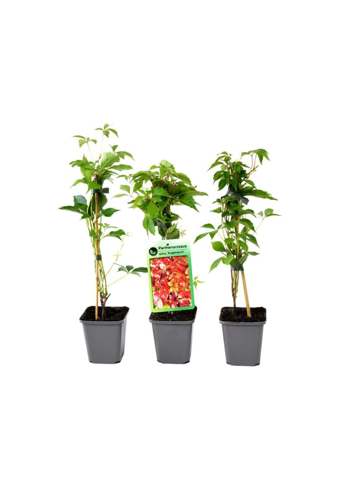 OH2 3er-Set: Parthenocissus quinquefolia in Bunt günstig kaufen onesize