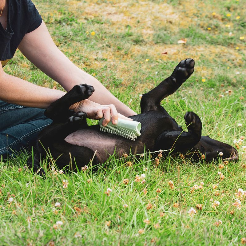 Pet Teezer Welpenbürste zu TOP-Preisen