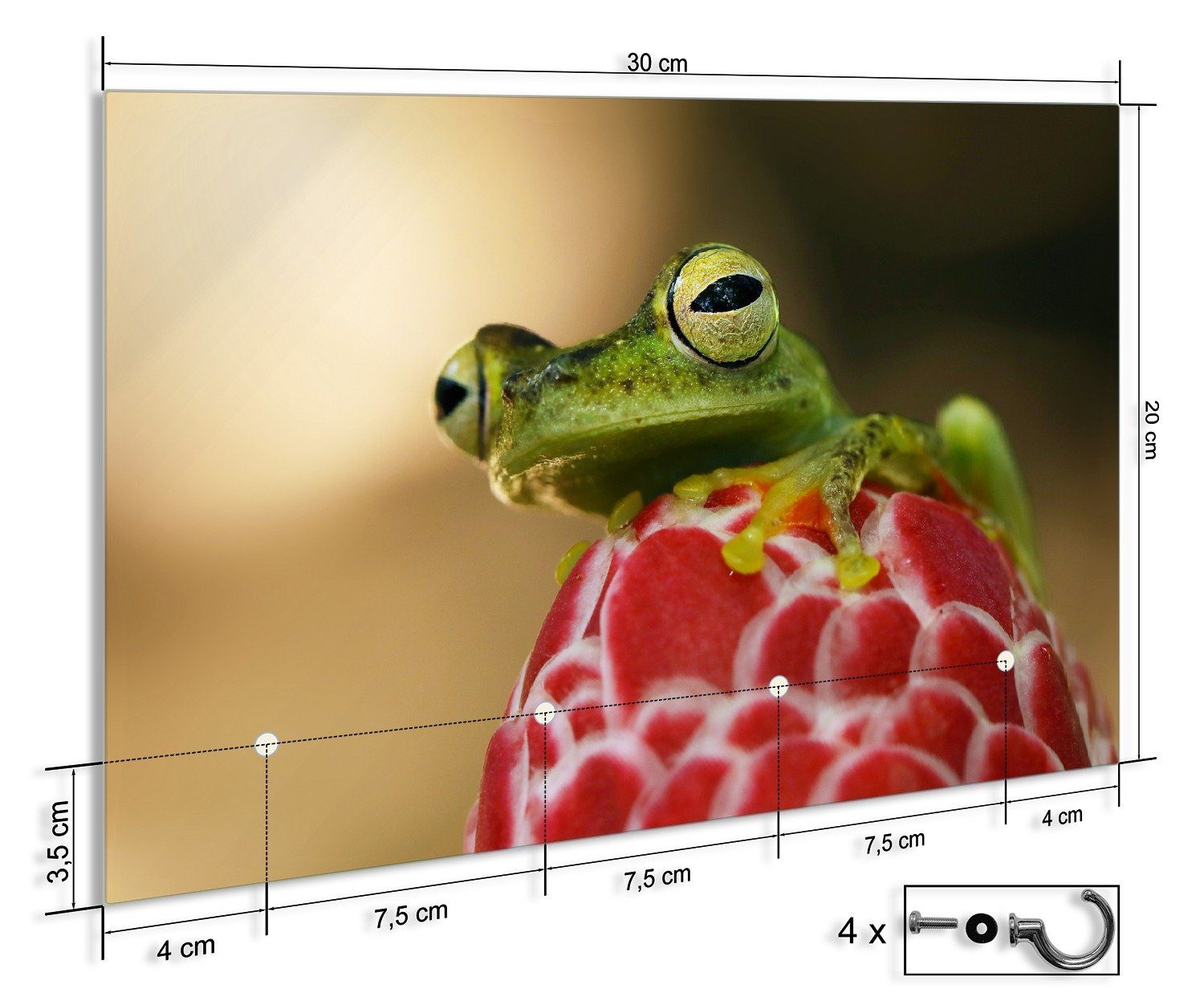 Wallario Schlüsselbrett Frosch sitzt auf einer Knospe, (inkl. Aufhängeset), 30x20cm, aus ESG-Sicherheitsglas