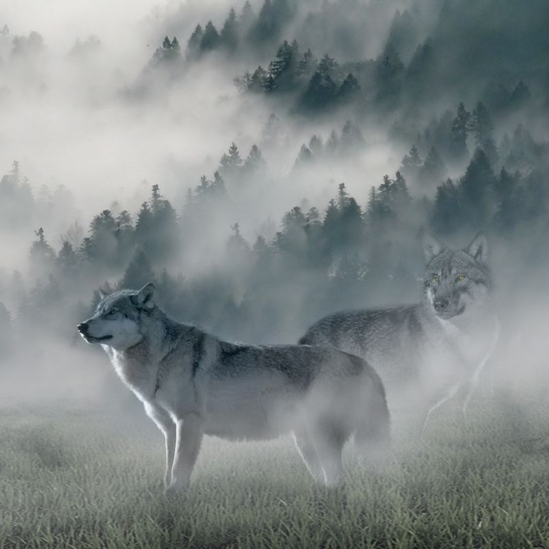 Sparpaket Wolf of Wilderness - RAW Snacks (gefriergetrocknet)