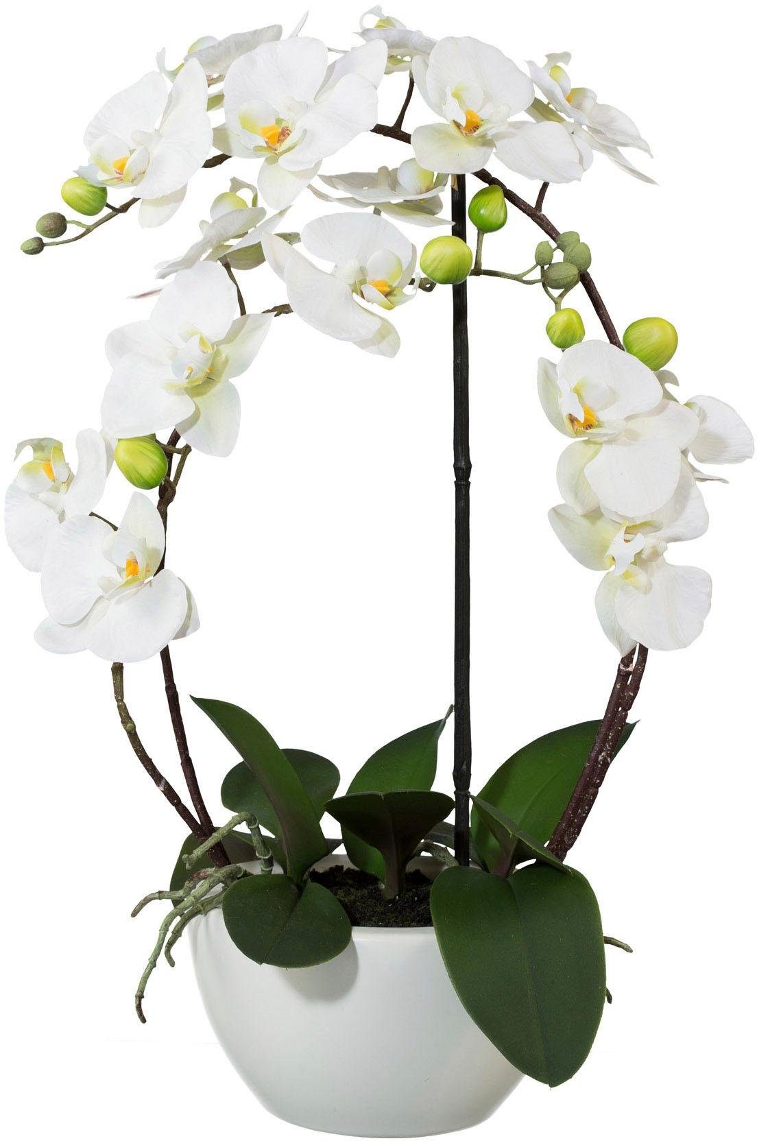Kunstpflanze Phalaenopsis Orchidee, Creativ green, Höhe 52 cm