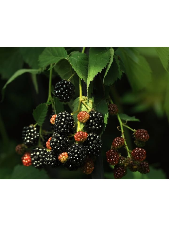 OH2 8er-Set: Obstpflanzen in Bunt günstig kaufen onesize