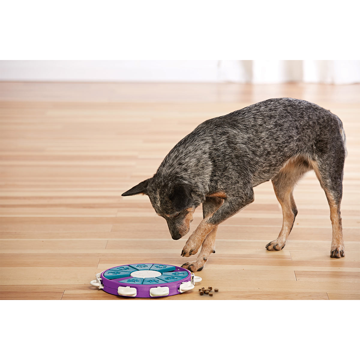 Dog Twister Intelligenzspielzeug günstig kaufen bei ZooRoyal