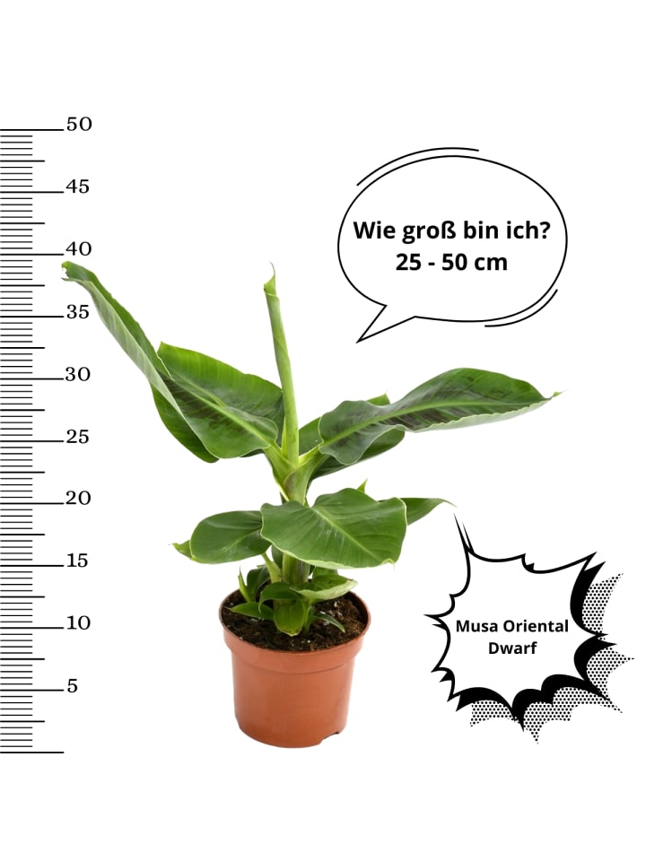 OH2 4er-Set: Zimmerpflanzen in Grün günstig kaufen onesize