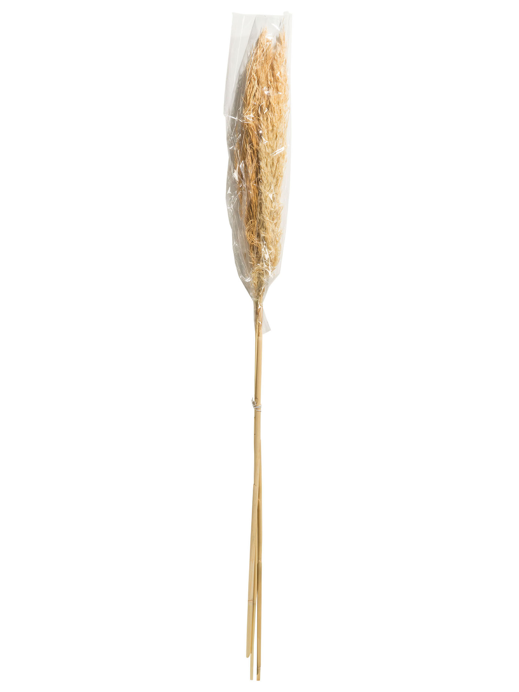Pampasgrasbündel 3er Trockenblume, Beige