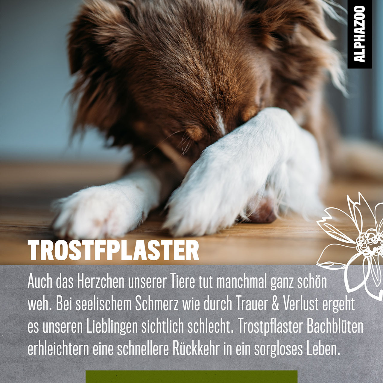 ALPHAZOO Ergänzungsfutter & Aufzucht ALPHAZOO Trostpflaster Bachblüten, Globuli für Hunde und Katzen