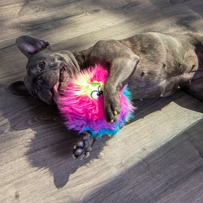 goDog® Furballz Regenbogen