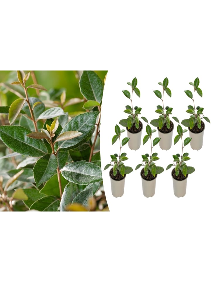 OH2 6er-Set: Elaeagnus ebbingei in Grün günstig kaufen onesize