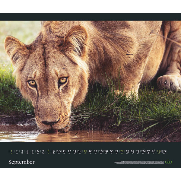 GEO EDITION: TIERWELTEN 2024 - WAND-KALENDER - TIER-KALENDER - Kalender