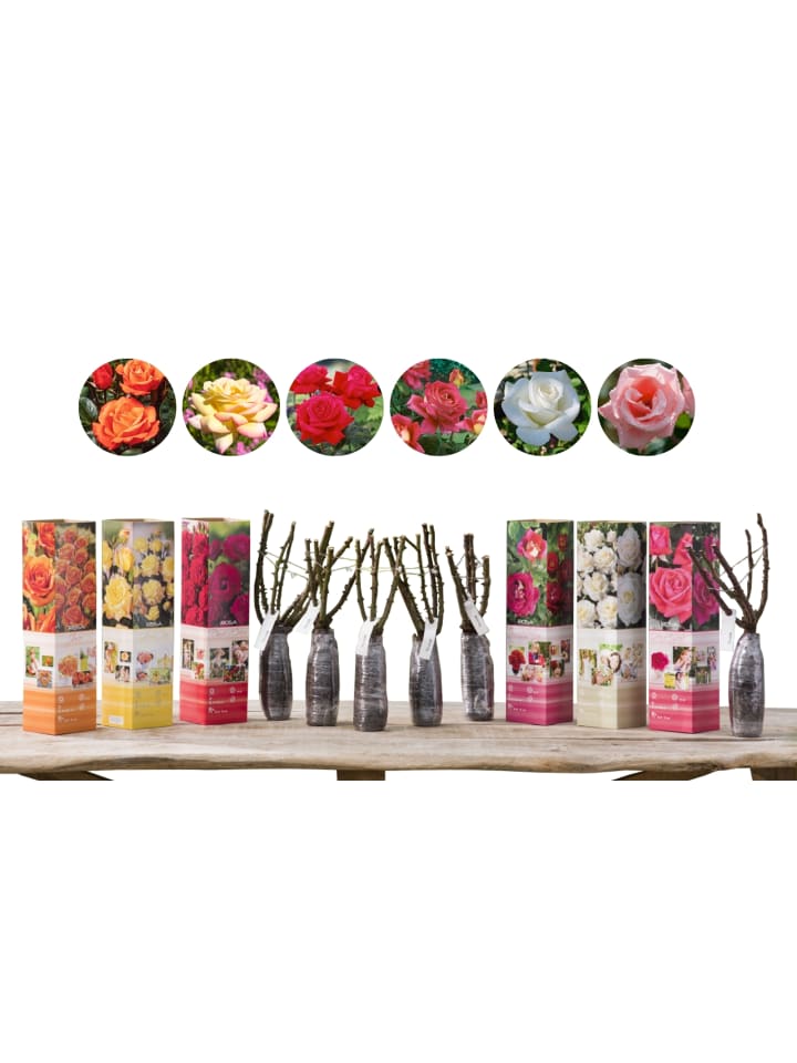 OH2 6er-Set: Grossblütige Rosen in Bunt günstig kaufen onesize