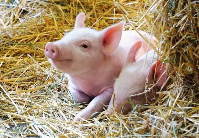 Kinderpuzzle ab 3 Jahren - Unsere Bauernhoftiere - 12 Teile