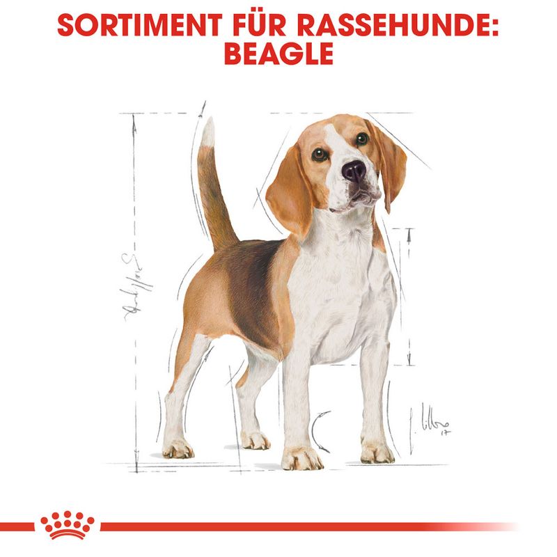 Royal Canin Beagle Adult zu TOP-Preisen