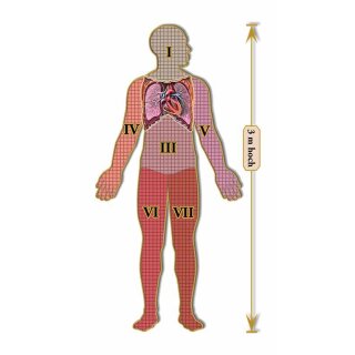 Dr. Livingstons Anatomiepuzzle: Der menschliche Brustkorb Teil 2 (DE)