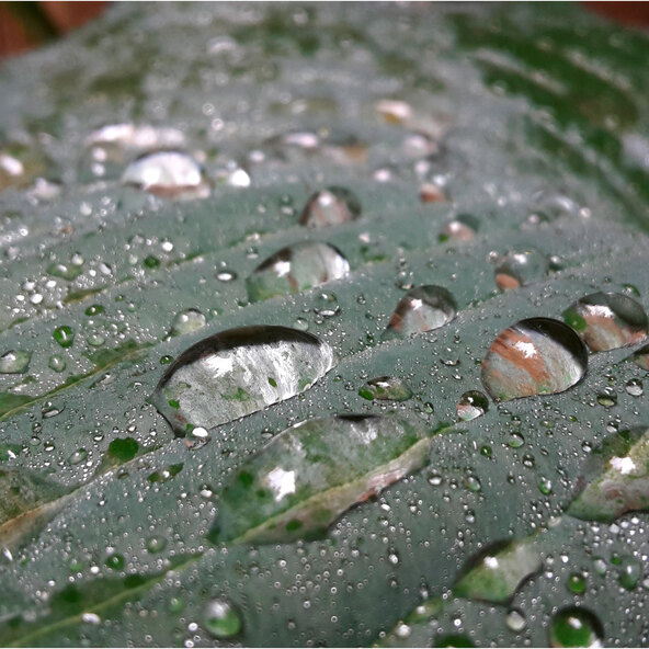 Hosta „Schattenzauber“ 3er-Set