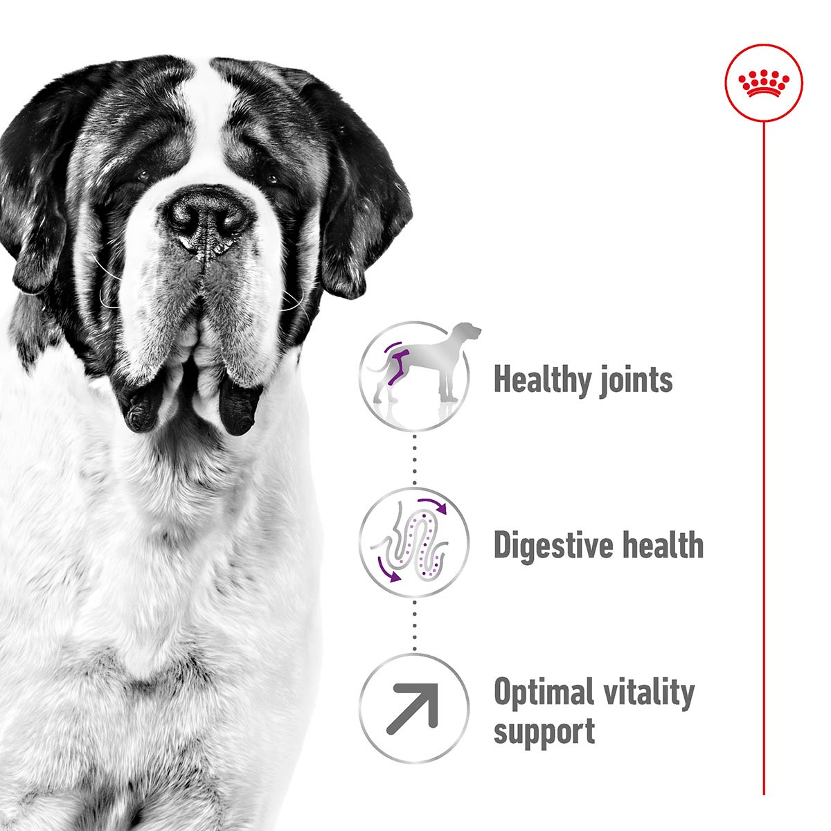 ROYAL CANIN GIANT Adult Trockenfutter für sehr große Hunde