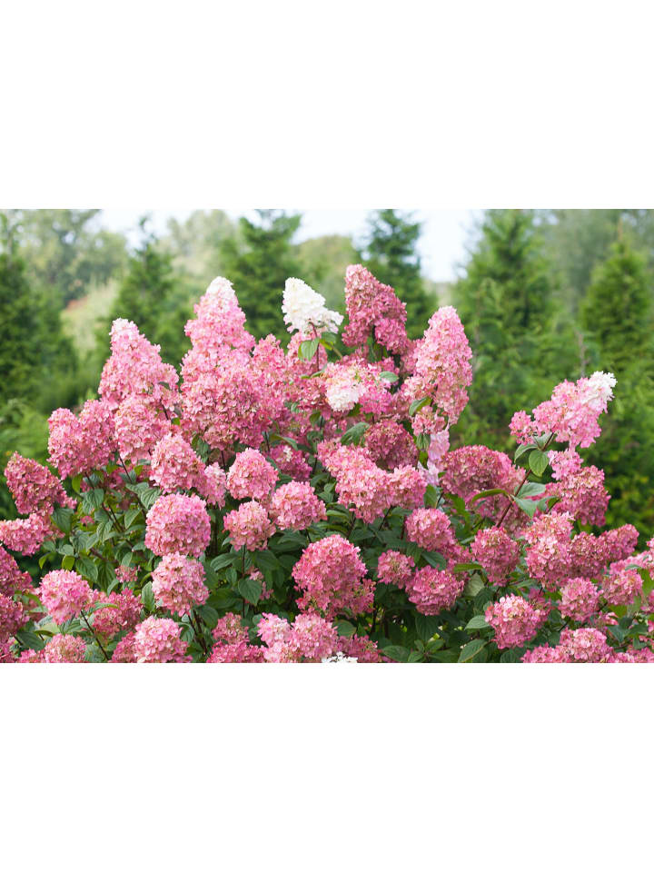 OH2 6er-Set pan. 'Pink Diamond Hortensien in Rosa günstig kaufen onesize